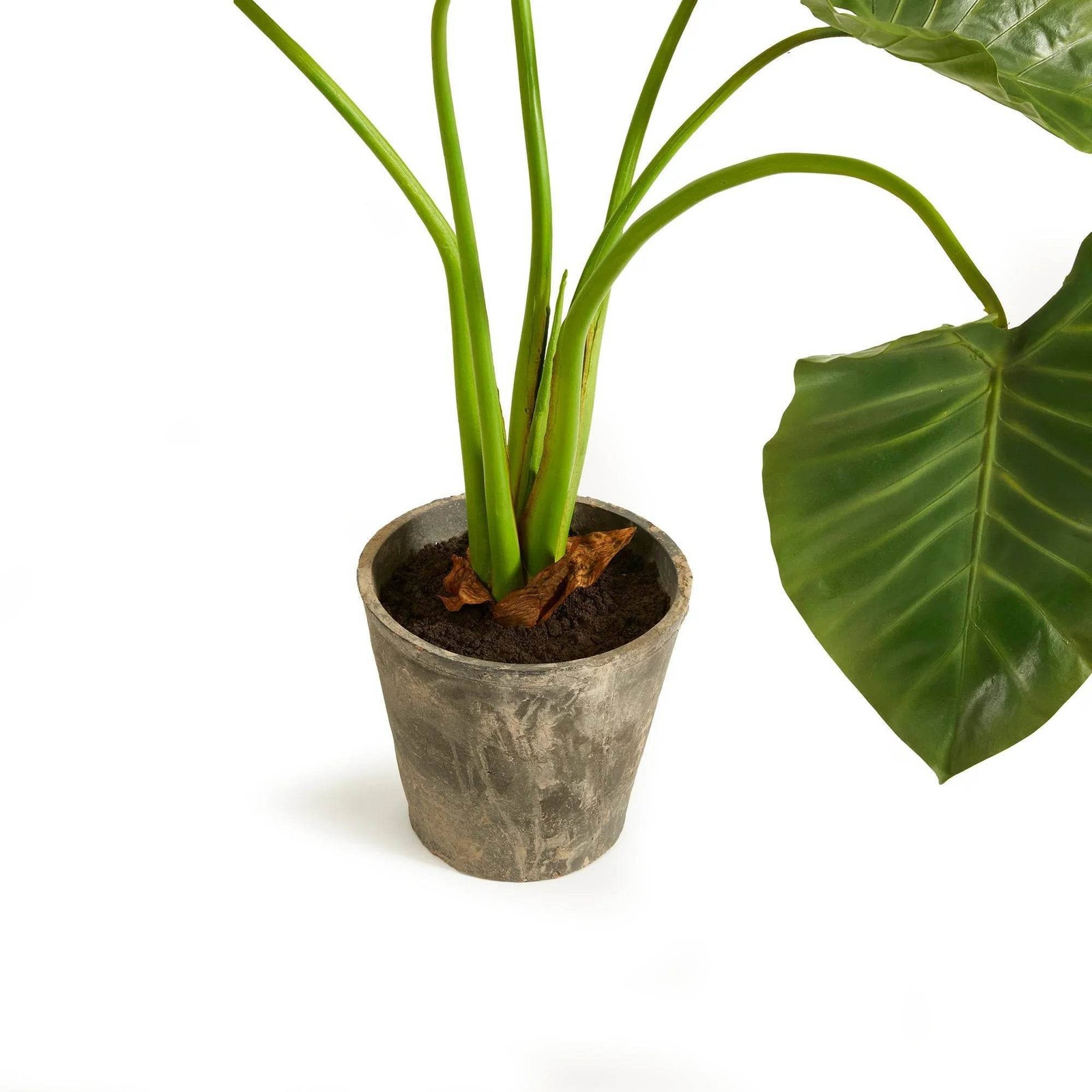 Artificial Elephant Ear Plant – Organic Design, 42″ Tall
