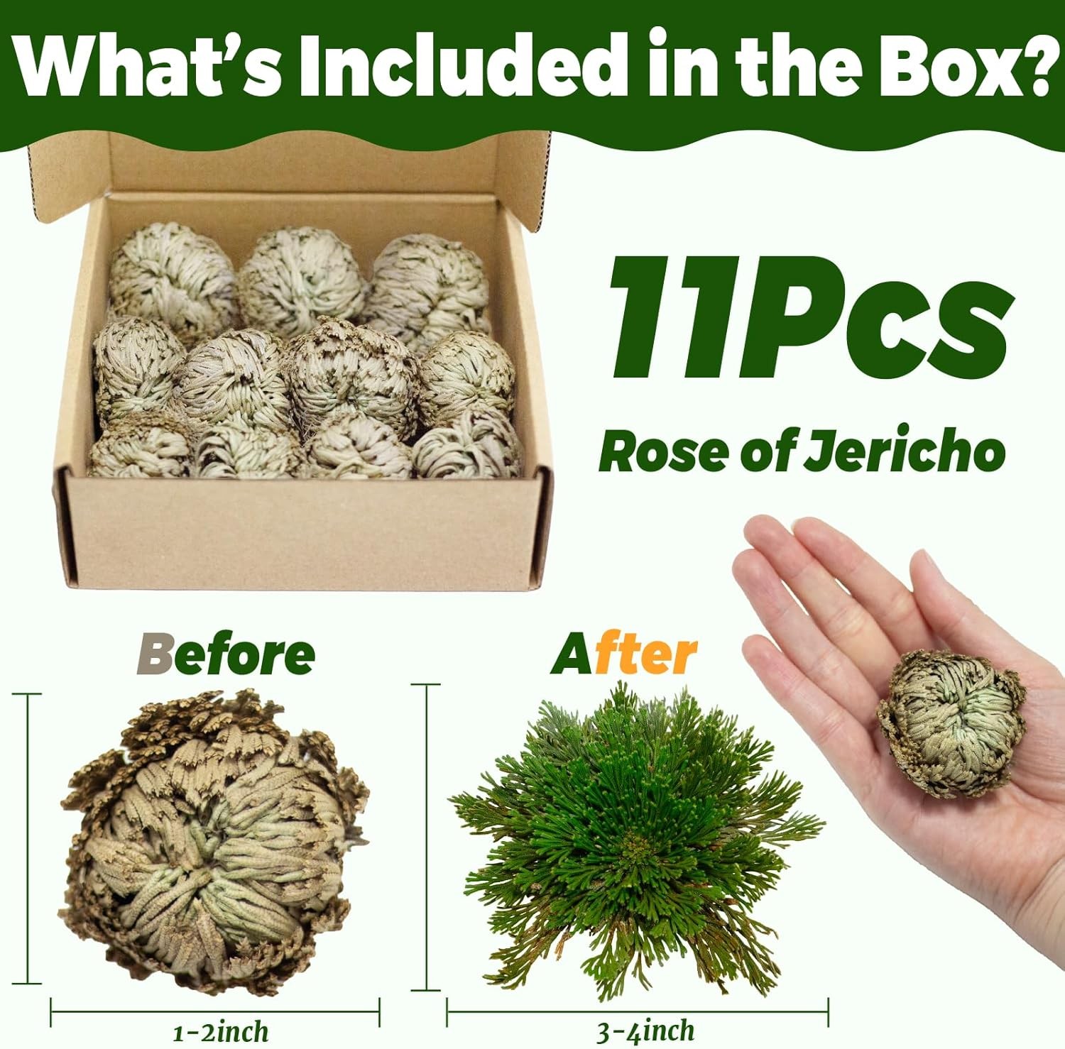 11 Pack Rose of Jericho Resurrection Plants, 1–2 Inch Rosa de Jerico Original,
