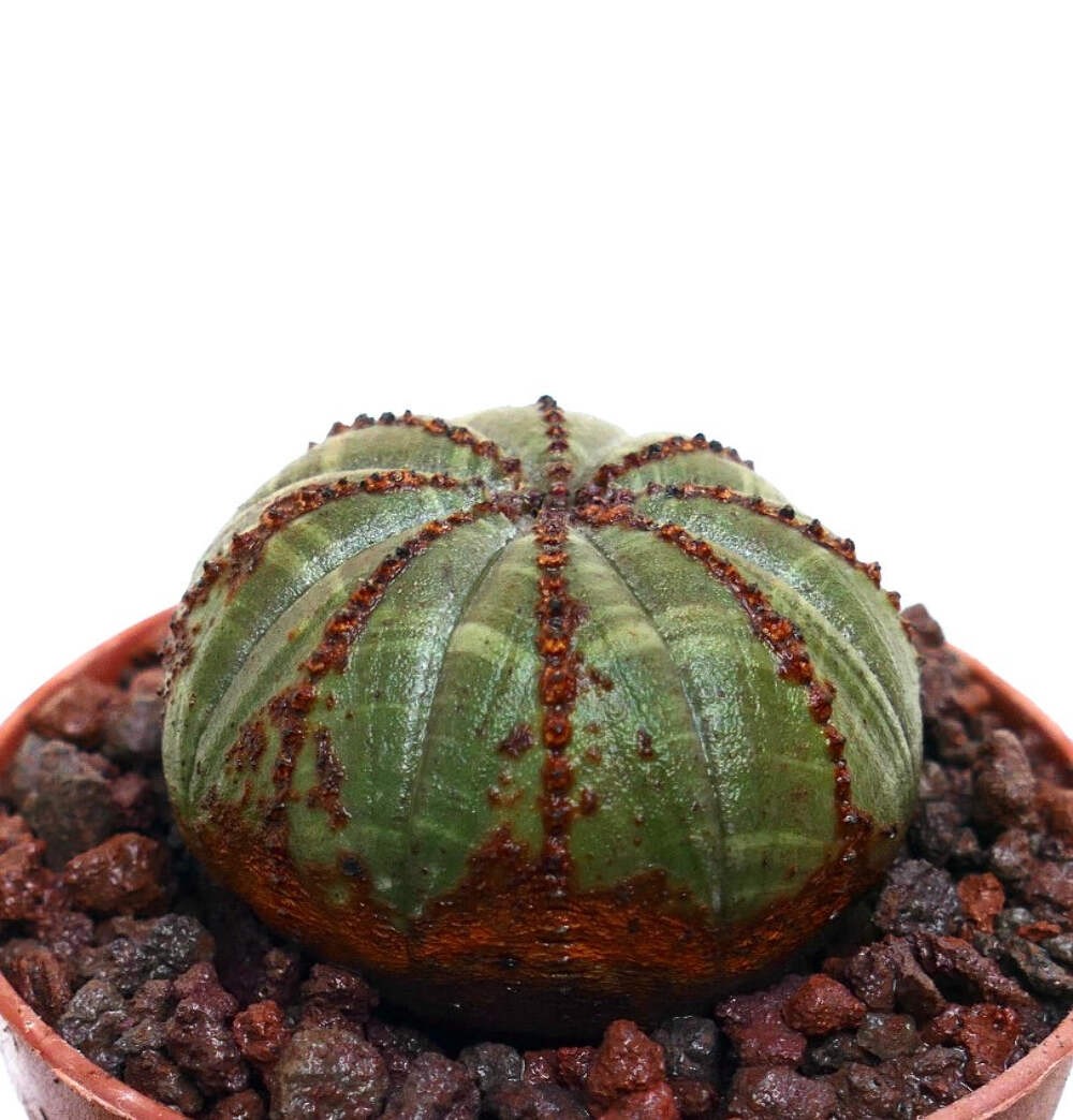 Euphorbia obesa GREEN ELEGANT BROWN ARROWS MG1344 – Baseball plant | Basketball