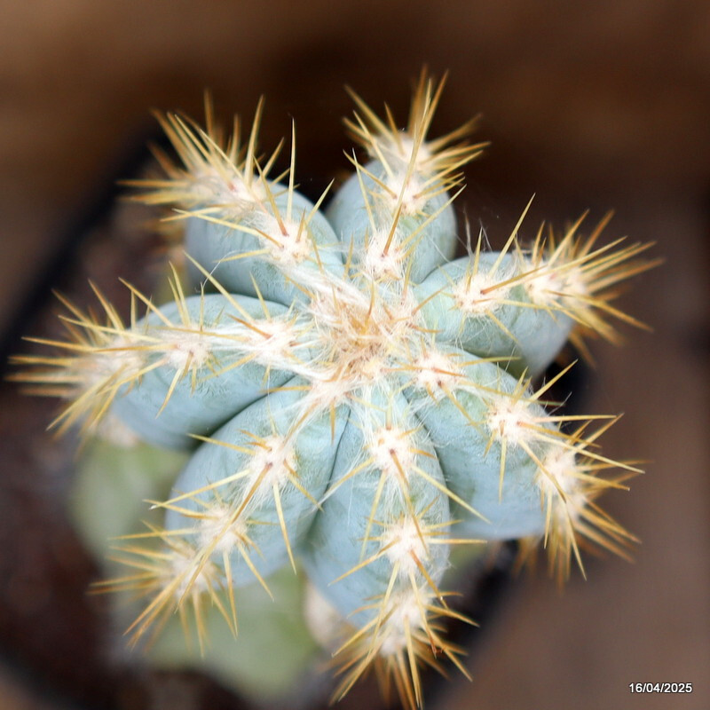 A7230 AUSTROCEPHALOCEREUS DYBOWSKII pot16-H40-W7 cm MaMa Cactus