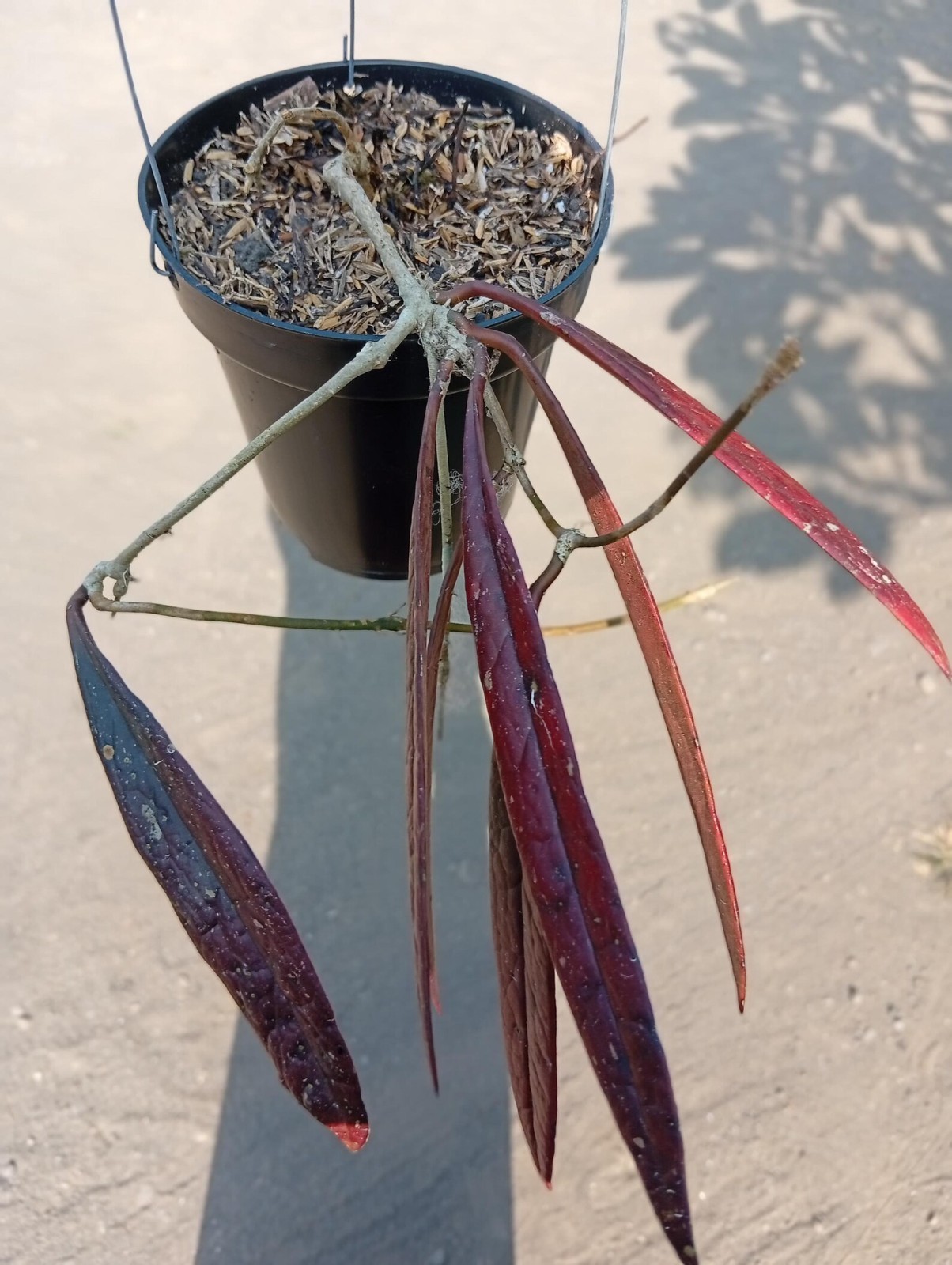 Real Picture Hoya Sulawesiana Red Rare Plant