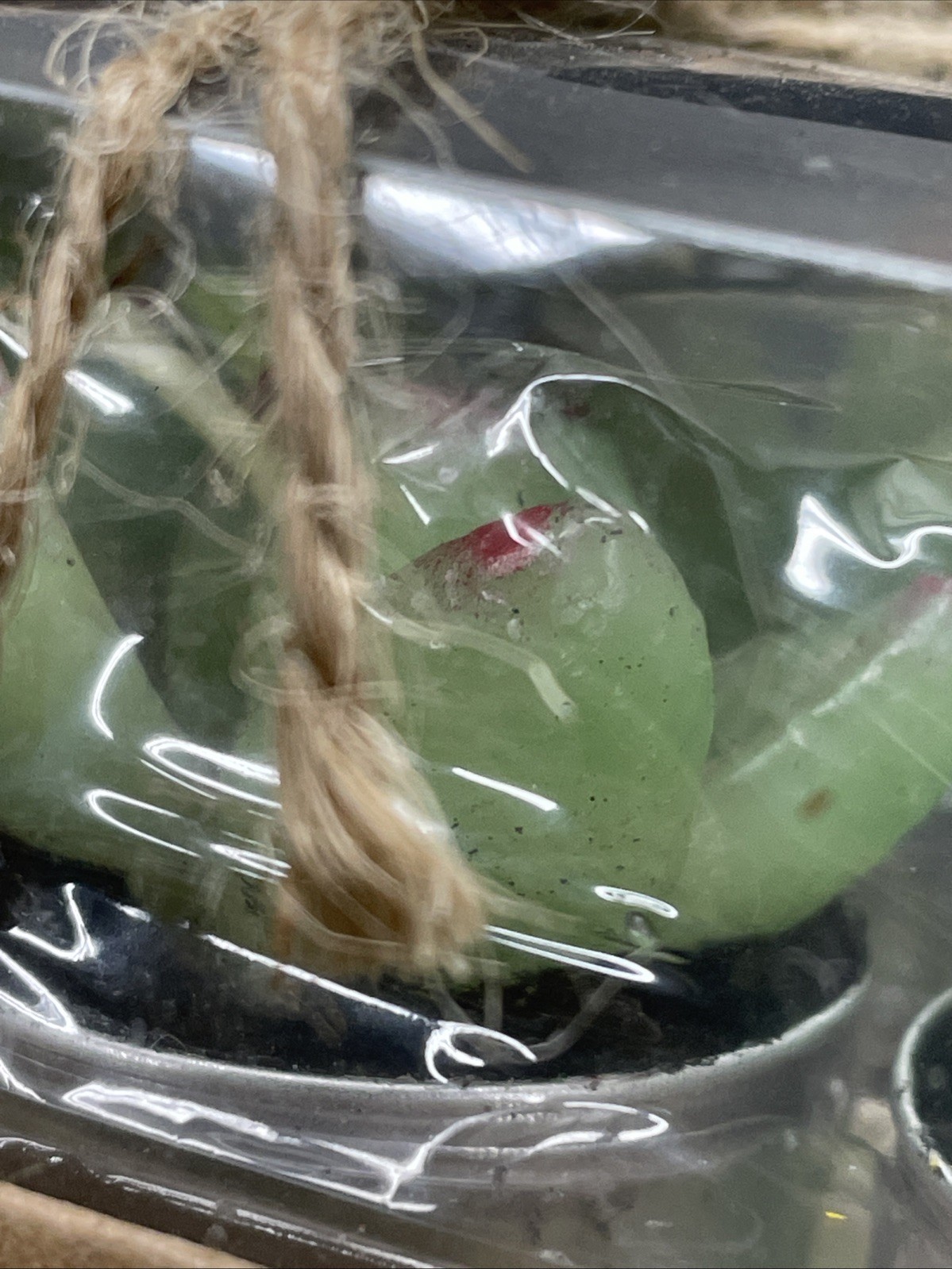 Succulent Shaped Candles Gift Boxed With Ribbon Plants Set of 6 Tealight Green