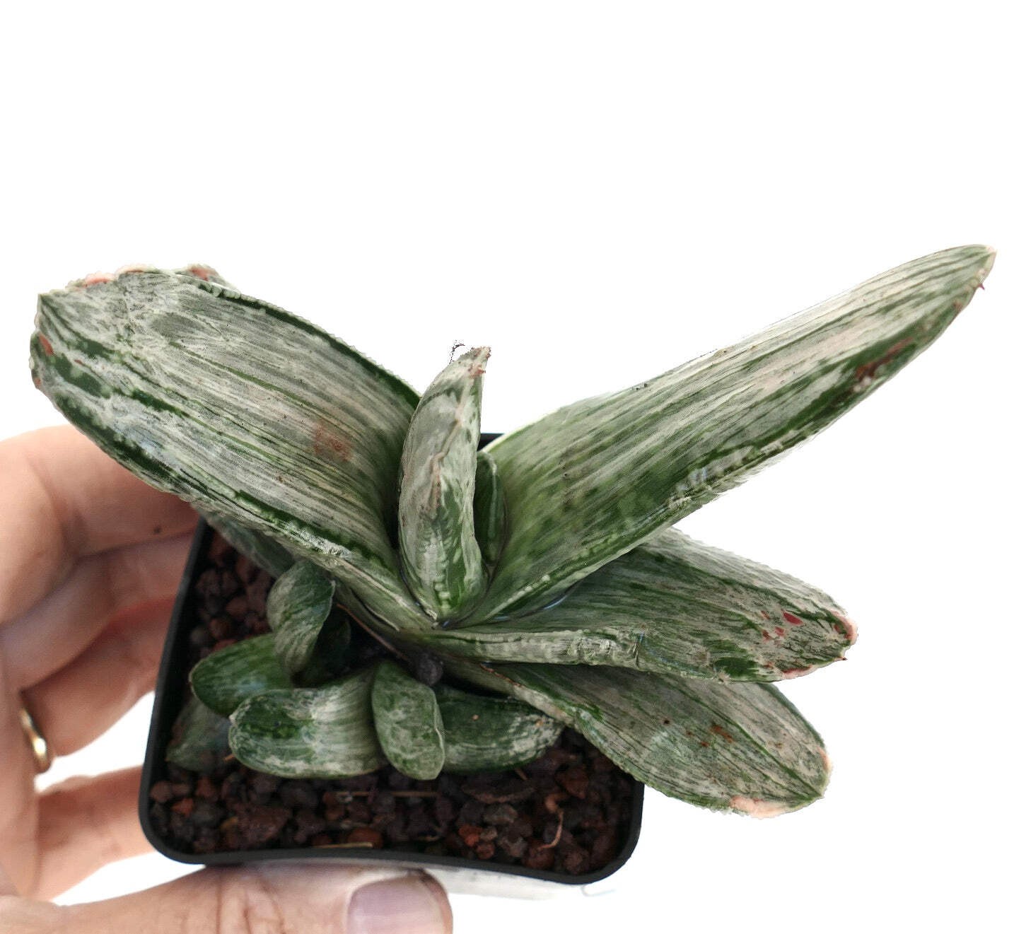Gasteria cv. ‘Ariso-no-Matsu’ WHITE VARIEGATED – Ox tongue | Lawyer’s tongue