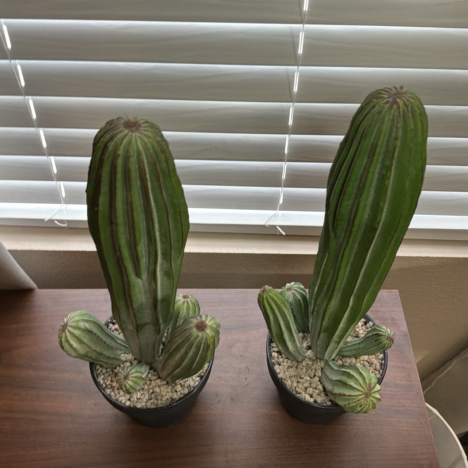 Artificial Cactus Fake Cacti 16″ Faux Potted Cactus Plants for Decor