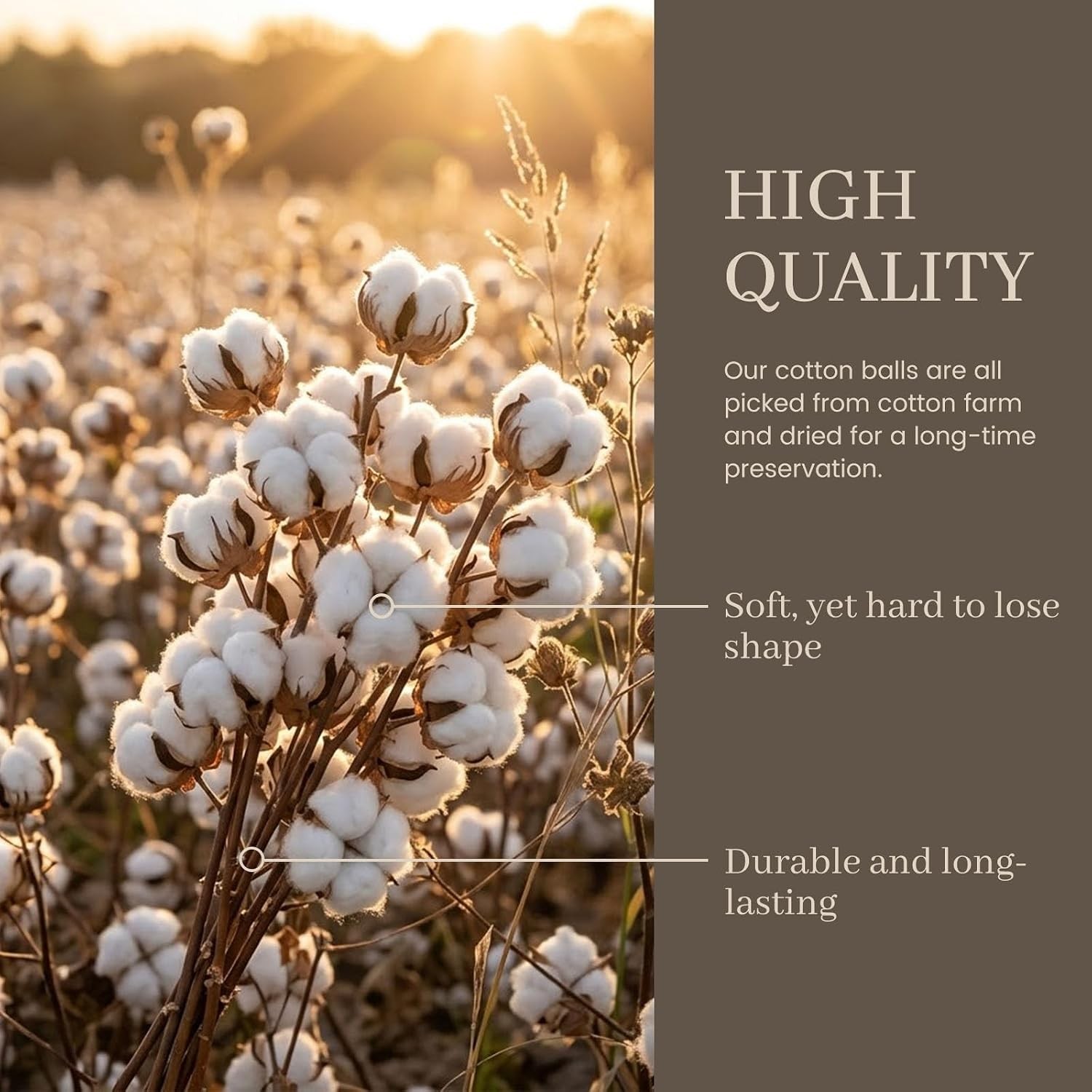 Cotton Stems 8 Packs with 15 Bolls, Natural Dried Flowers Cotton Sprigs for Vase