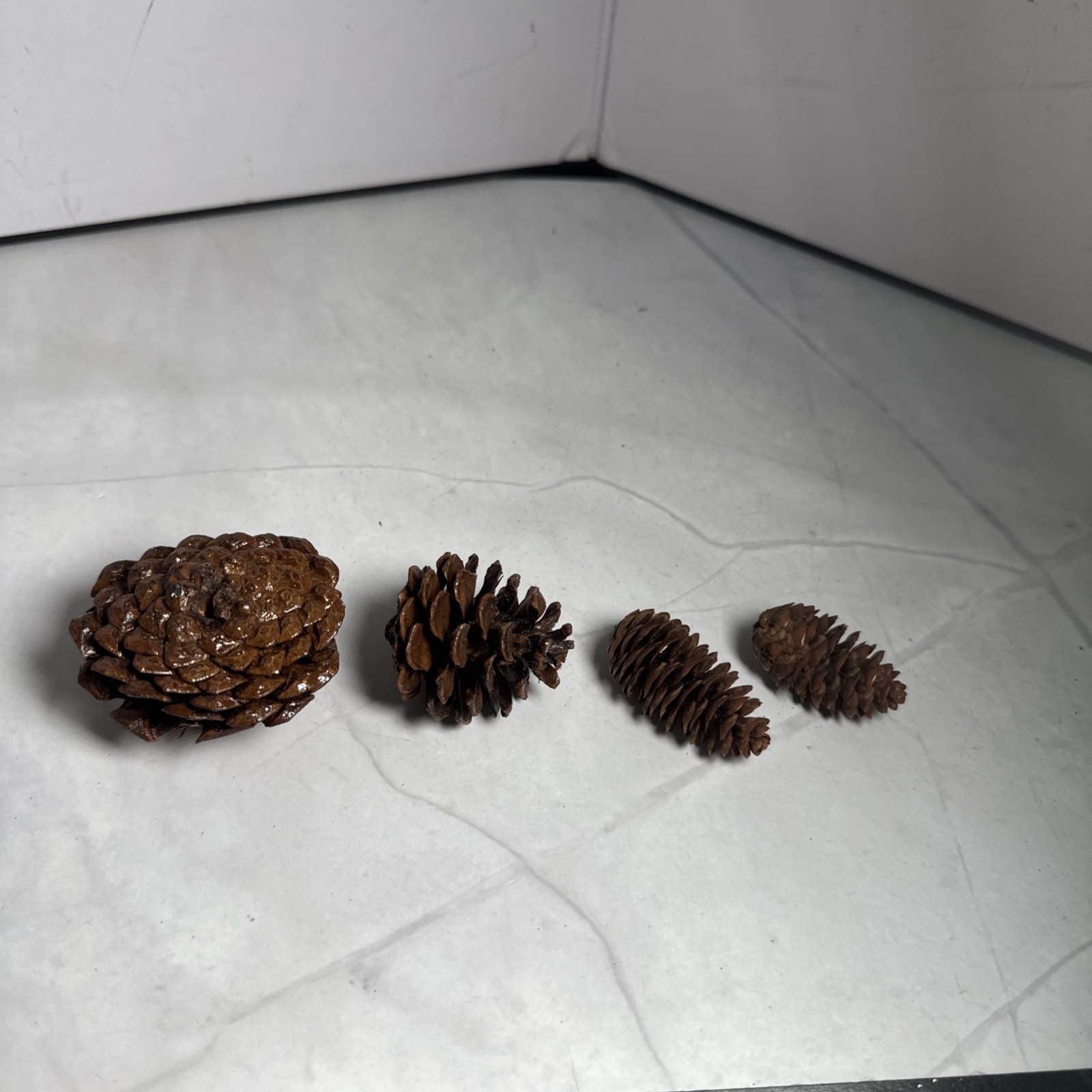 Red And Gold Holly Berry Stem and 4 Pine Cones Individual.