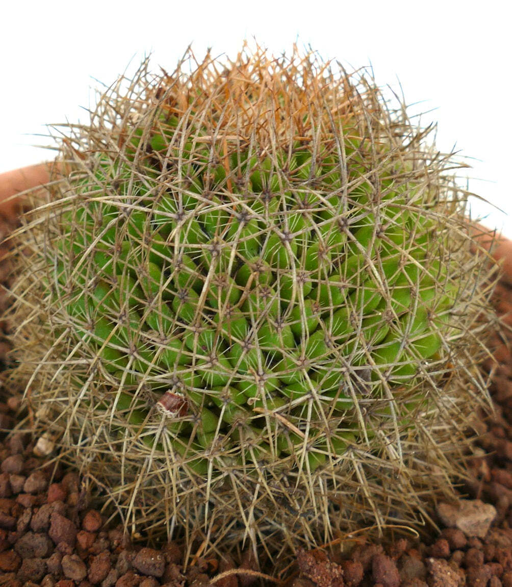 Mammillaria parkinsonii REP 2363 Pena Miller, Querétaro, Mexico –