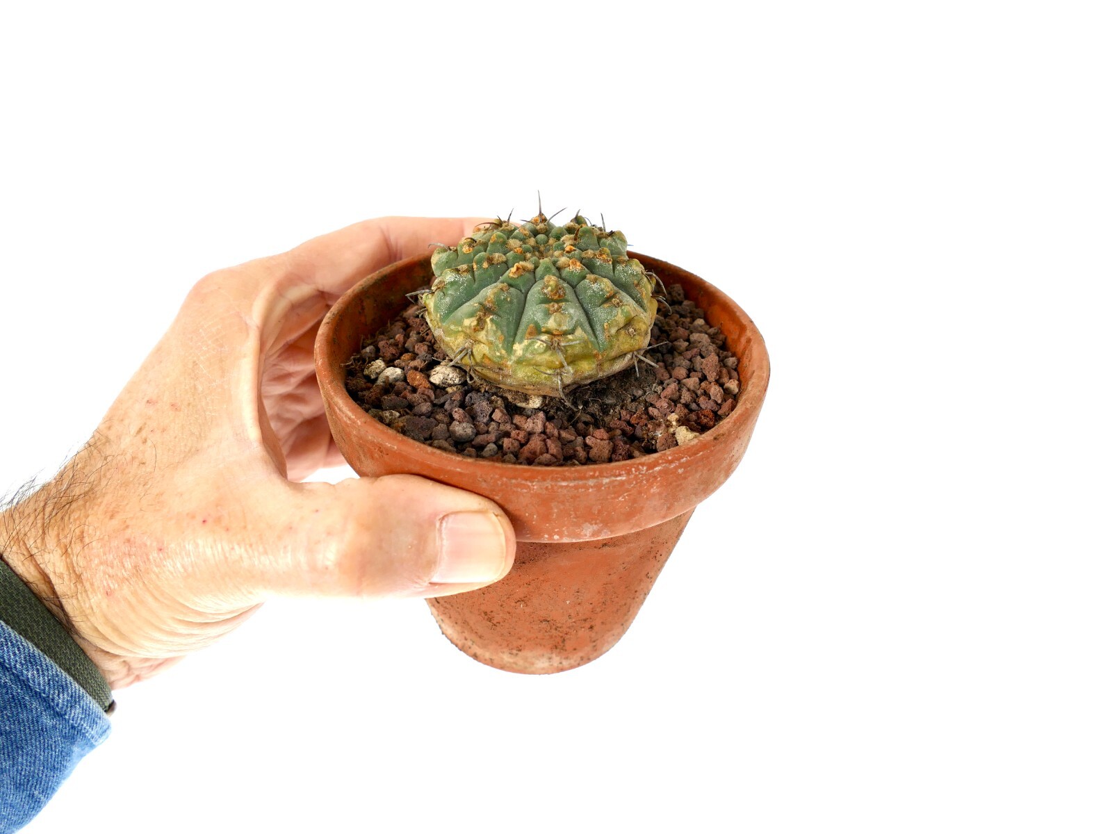 Gymnocalycium vatteri 2km SOUTH-EAST of Cordoba, ARGENTINA OLD PLANT CF2
