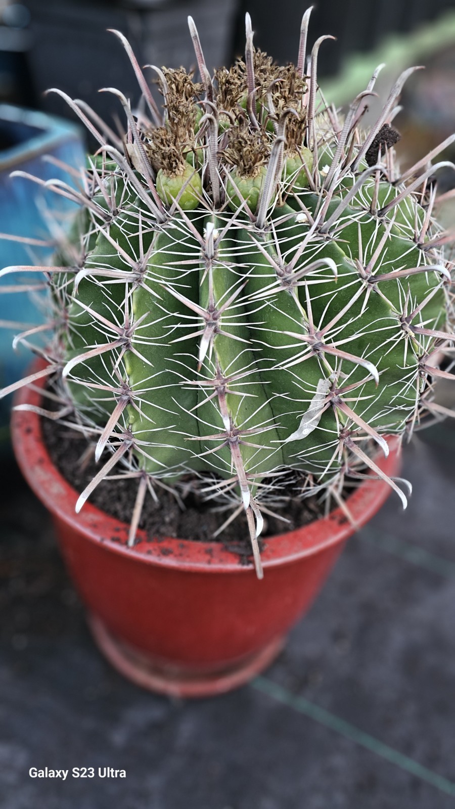 FEROCACTUS HERRERAE Cactus 15gal