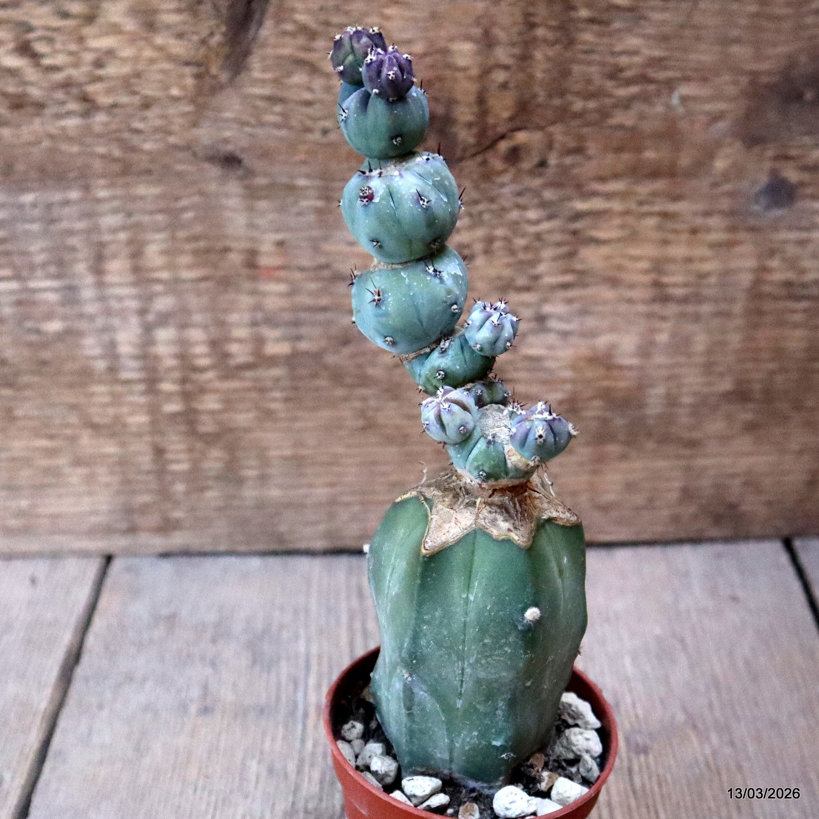 D7989 MYRTILLOCACTUS GEOMETRIZANS STACKER MONSTER GRAFT. pot6,5-H18-W5,5 cm MaMa