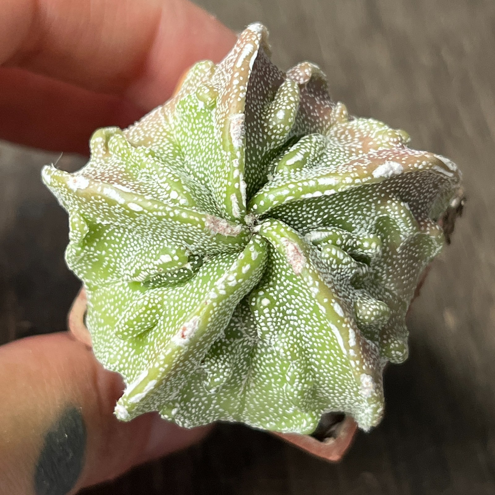 A41-1198 Astrophytum myriostigma cv. FUKURYU, own root