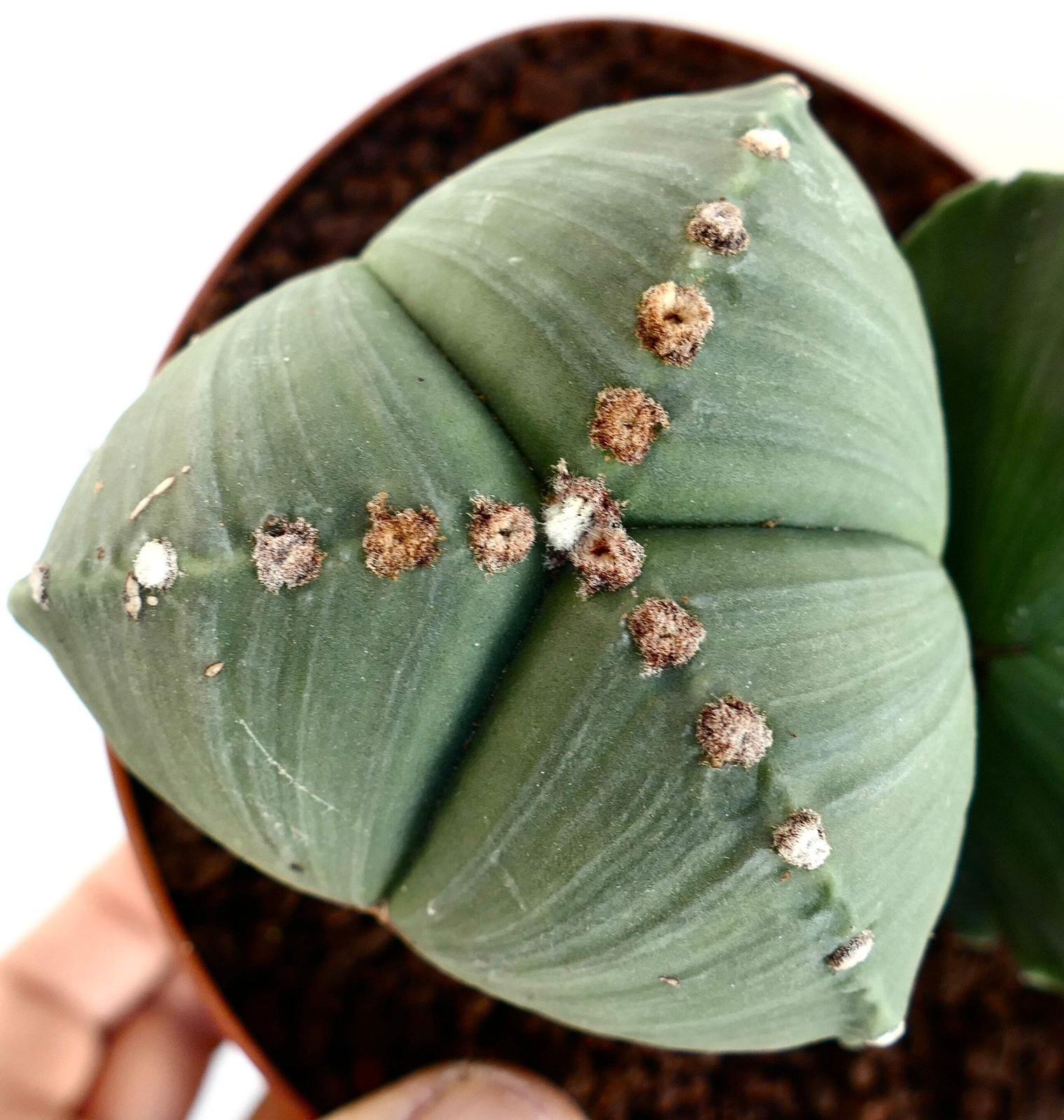 Astrophytum myriostigma var. tricostatum SEEDS – Rare Cactus SEEDS