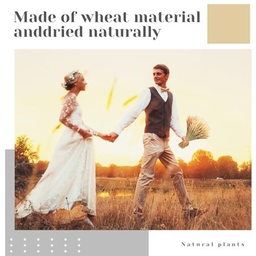 Dried Wheat Stalks Bundle – 1600 Stems Natural Grass for DIY Decor, Wedding Cent