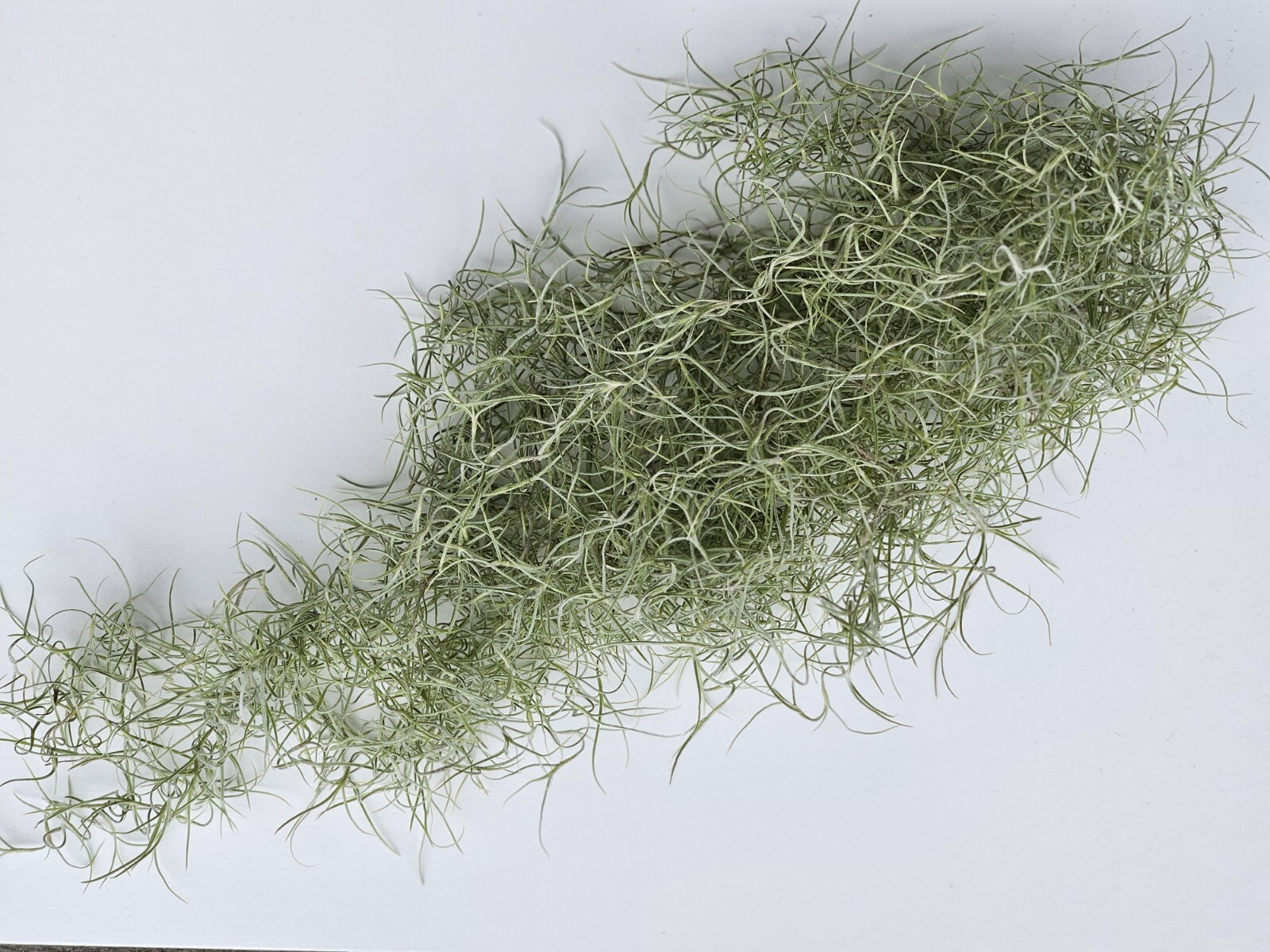 Fresh Florida Live Spanish Moss – 1 Gallon – Pet Bedding, Floral, Crafts
