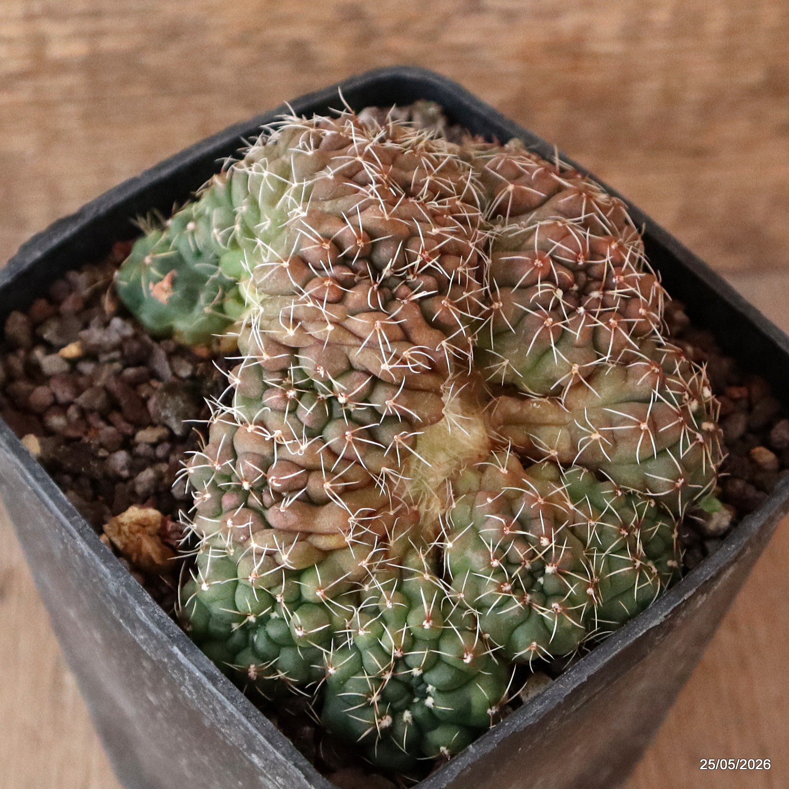 A8042 GYMNOCALYCIUM BALDIANUM MULTIHEADS pot10-H6,5-W11,5 cm MaMa Cactus