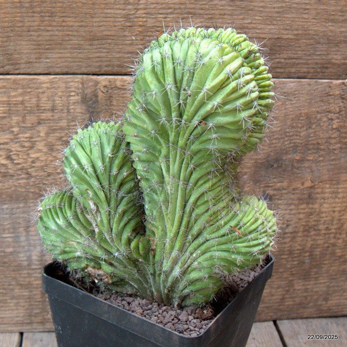 D6546 POLASKIA CHICHIPE CRESTED pot12-H20-W18 cm MaMa Cactus
