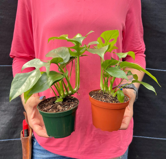 MONSTERA GINNY in 4″ Pot | Mini Split Leaf | Live HousePlant | Tetrasperma