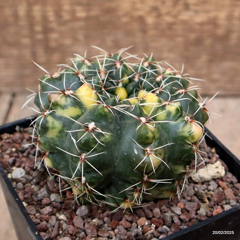 D588 GYMNOCALYCIUM BALDIANUM VARIEGATED pot10-H8-W9 cm MaMa Cactus