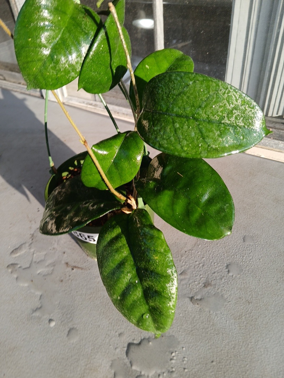 #865- HOYA FUNGI LIVE PLANT, LARGE LEAVES, LARGE PLANT,5″INCHES HANGER POT,