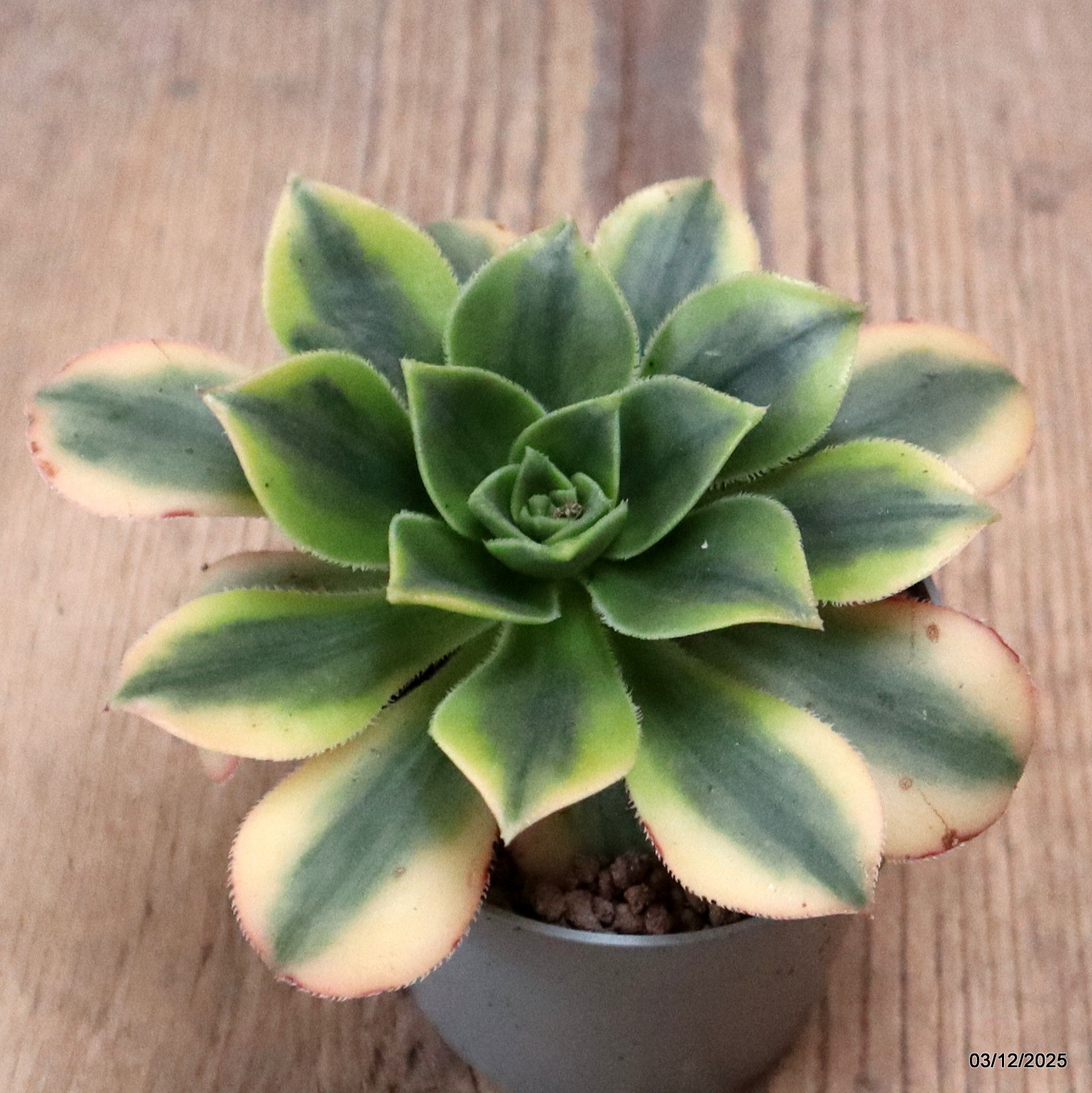 D7652 AEONIUM FLORESENS VARIEGATED pot6,5-H6-W11 cm MaMa Cactus