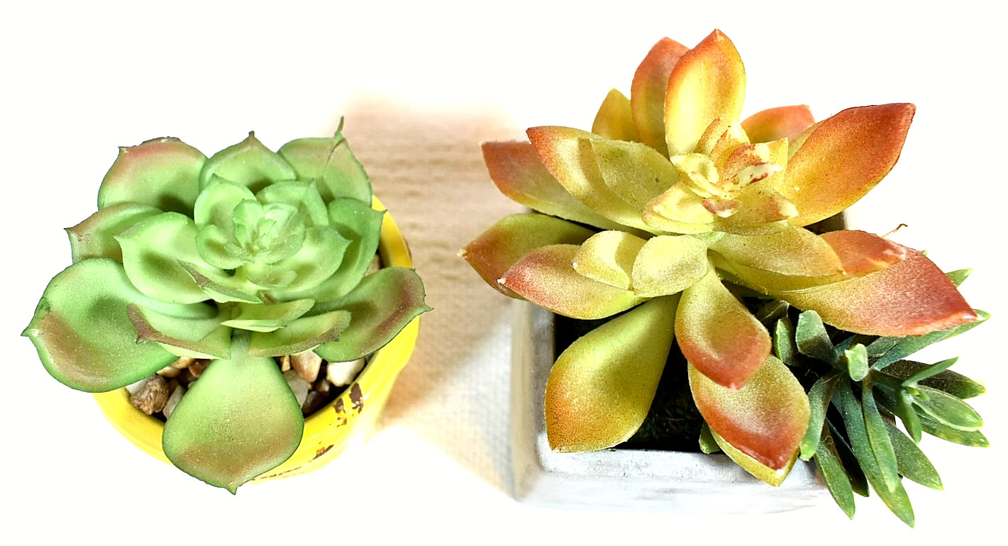 Echeveria & Echeveria/Jade Mix ARTIFICIAL SUCCULENT PLANTS, Set of 2 In Pots