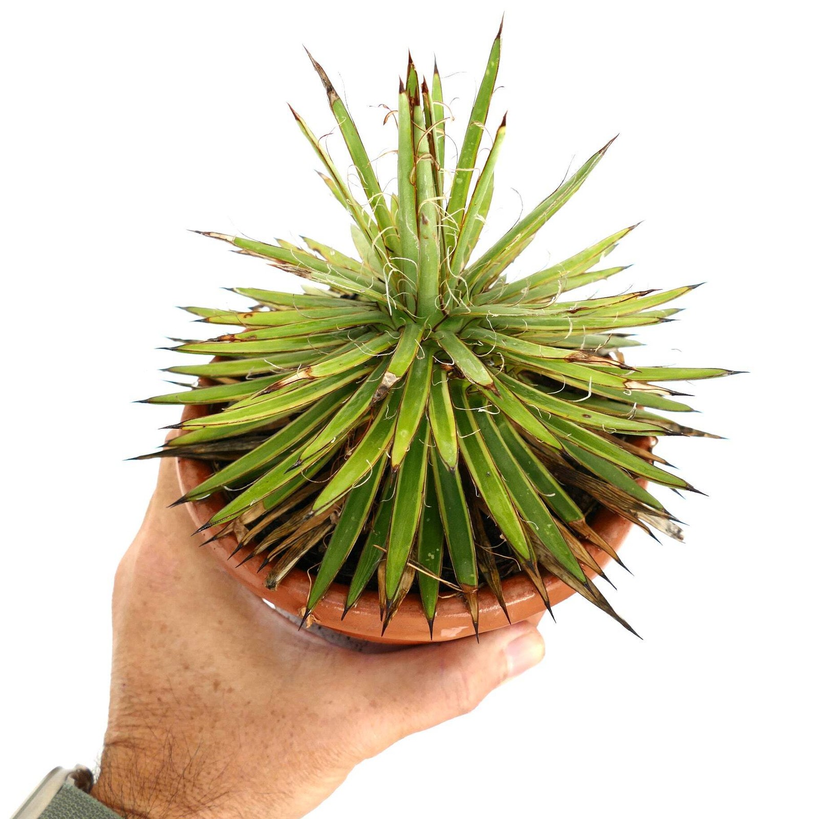 Agave filifera form stricta COMPACT VARIEGATED – Thread agave | Hardy century pl