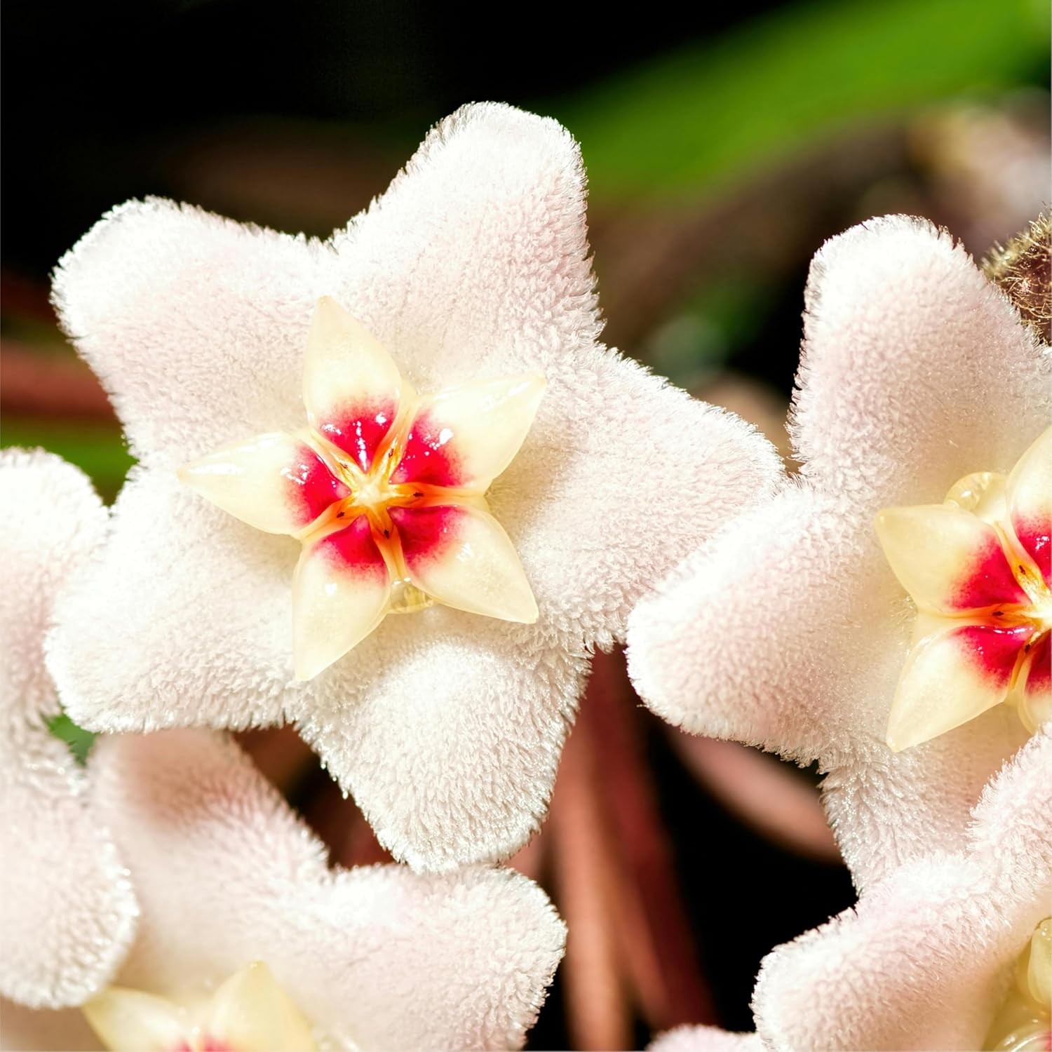 300+ Mixed Hoya Seeds for Planting, Wax Plant Fragrant Trailing Perennial, Non-G