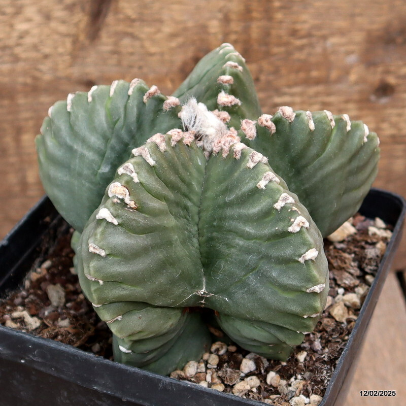 D2991 ASTROPHYTUM MYRIOSTIGMA NUDUM KIKKO pot14-H11-W14 cm MaMa Cactus