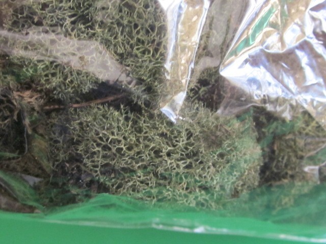 PRESERVED NATURAL REINDEER MOSS GREEN FOR CRAFTS VILLAGES & RAILROAD DISPLAYS