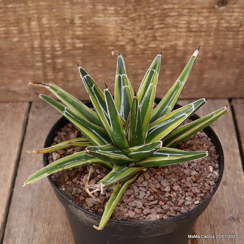 D2129 AGAVE REGINAE VICTORIAE VARIEGATED pot14-H11-W15 cm MaMa Cactus