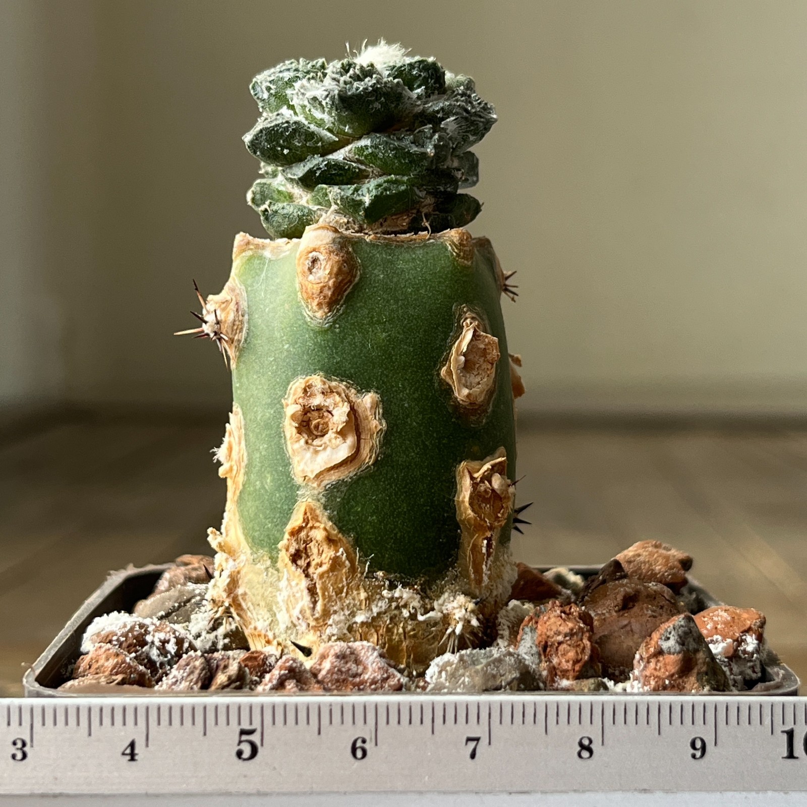 A1-1587 Cactus hybr (scaph x fissur), grafted