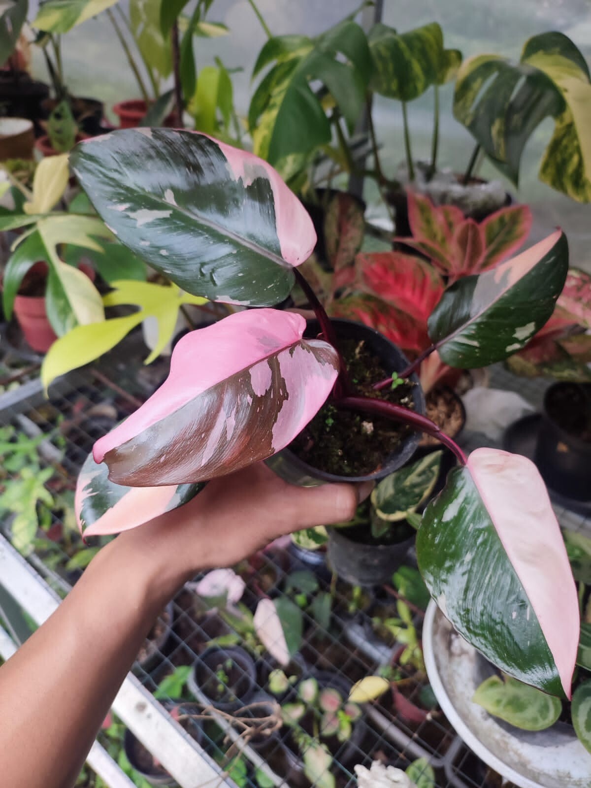 Philodendron Pink Princess Marble buy 3 free 1plant ( no monstera)