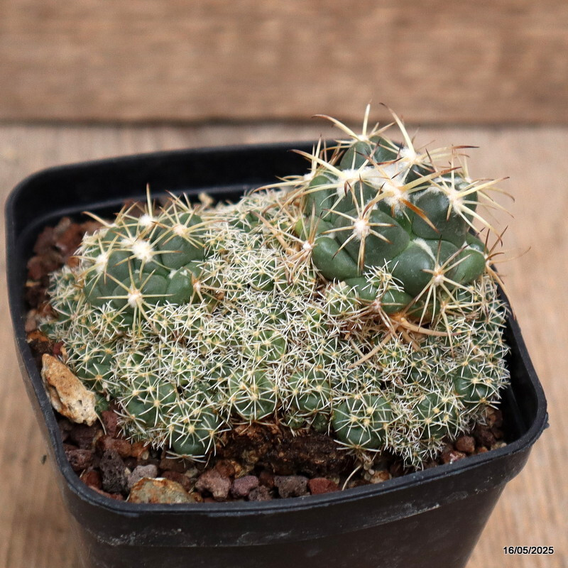 D4224 CORYPHANTHA ELEPHANTIDENS pot8-H6-W9 cm MaMa Cactus