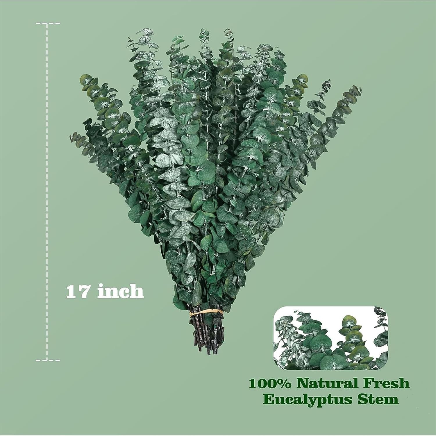 16 Pcs Real Dried Eucalyptus Stems, 17″ Natural Fresh Eucalyptus Branches for…
