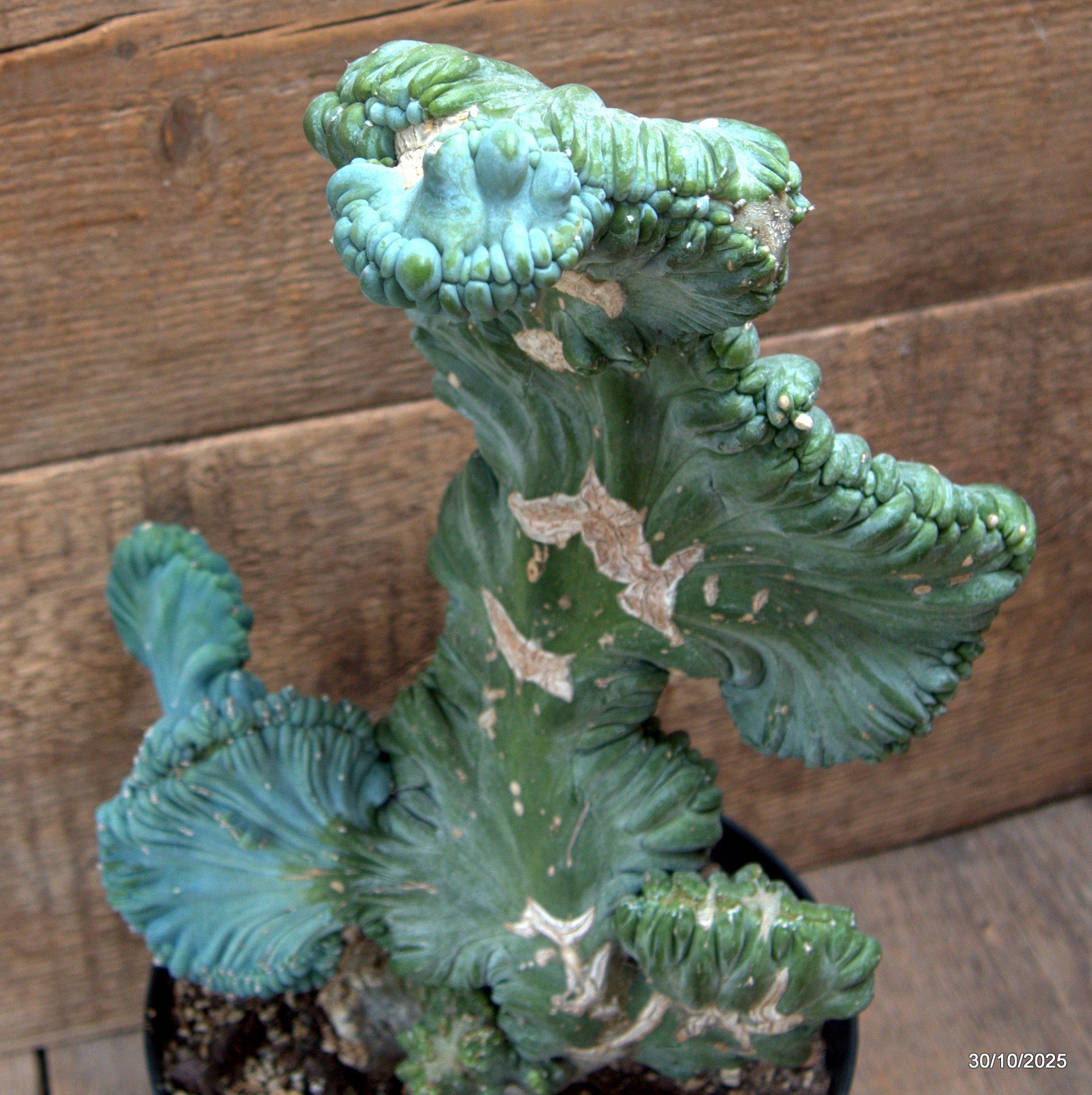D7242 MYRTILLOCACTUS GEOMETRIZANS CRESTED pot18-H34-W23 cm MaMa Cactus
