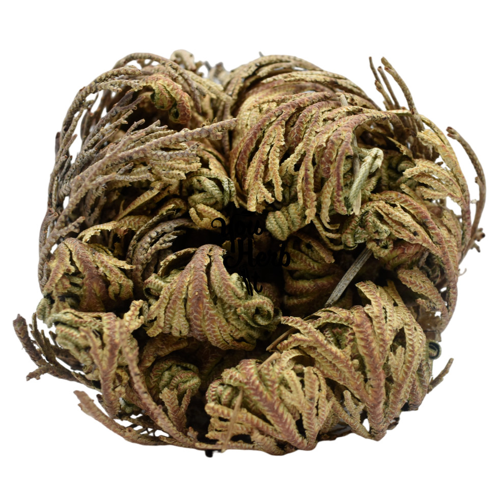 Rose of Jericho Dried Whole Plant 4-24 Pieces – Selaginella Lepidophylla