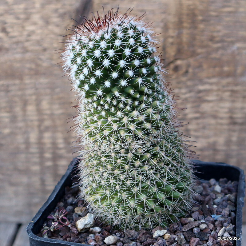 A4950 MAMMILLARIA SP. pot10-H12-W6 cm MaMa Cactus