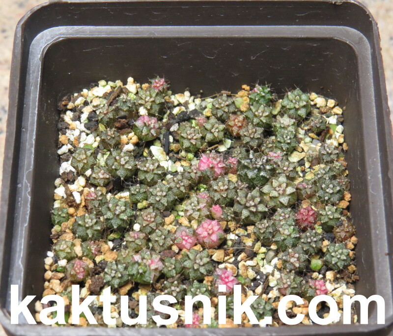 Gymnocalycium mihanovichii f.variegata mix 1000 seds sharvest 2025