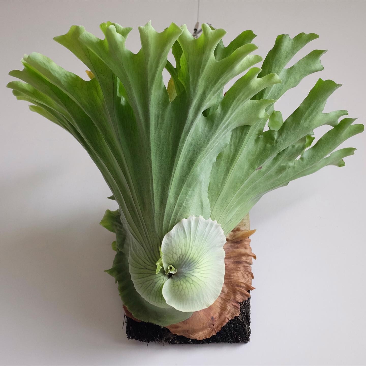 Platycerium Grande + Phytosanitary Cert