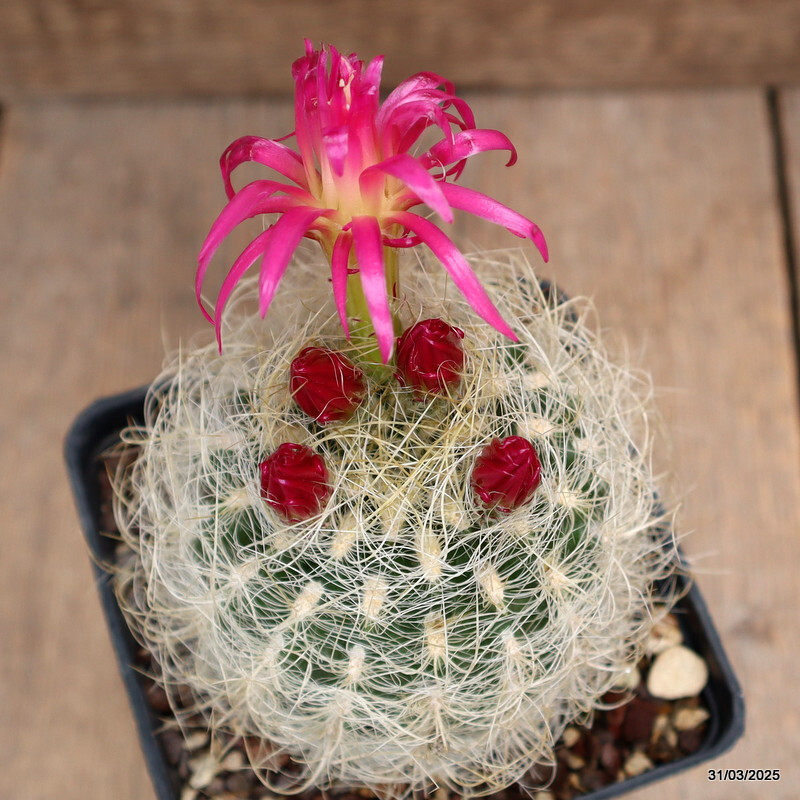 A5509 NEOPORTERIA OCCULTA pot10-H8-W12 cm MaMa Cactus