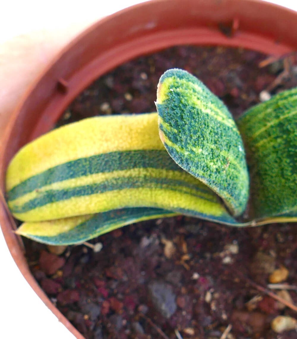 Gasteria batesiana VARIEGATED – Knoppies gasteria | Bates’ gasteria