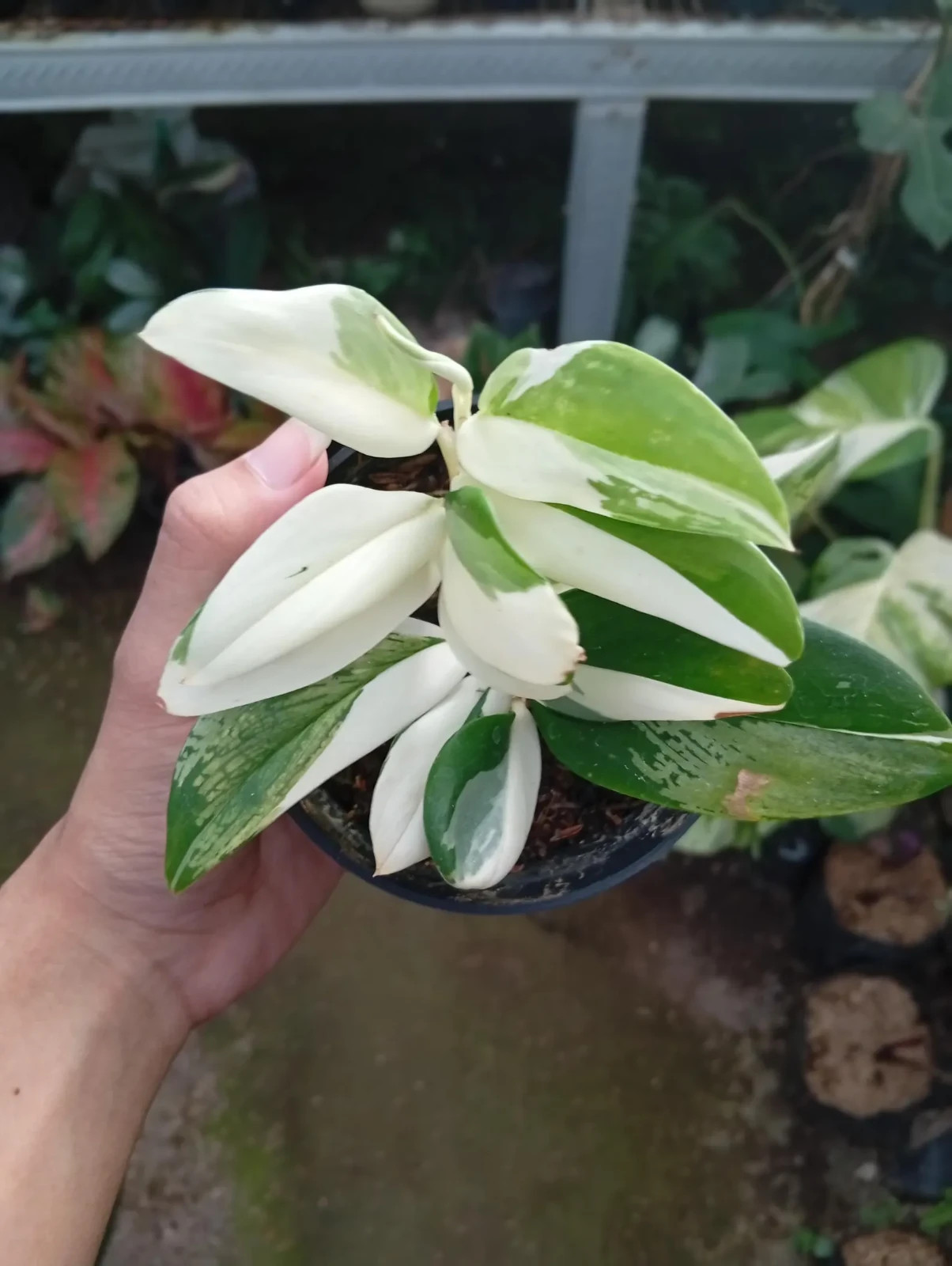 Real Picture Scindapsus Hederaceus Blue Albo Variegated Rare Plant