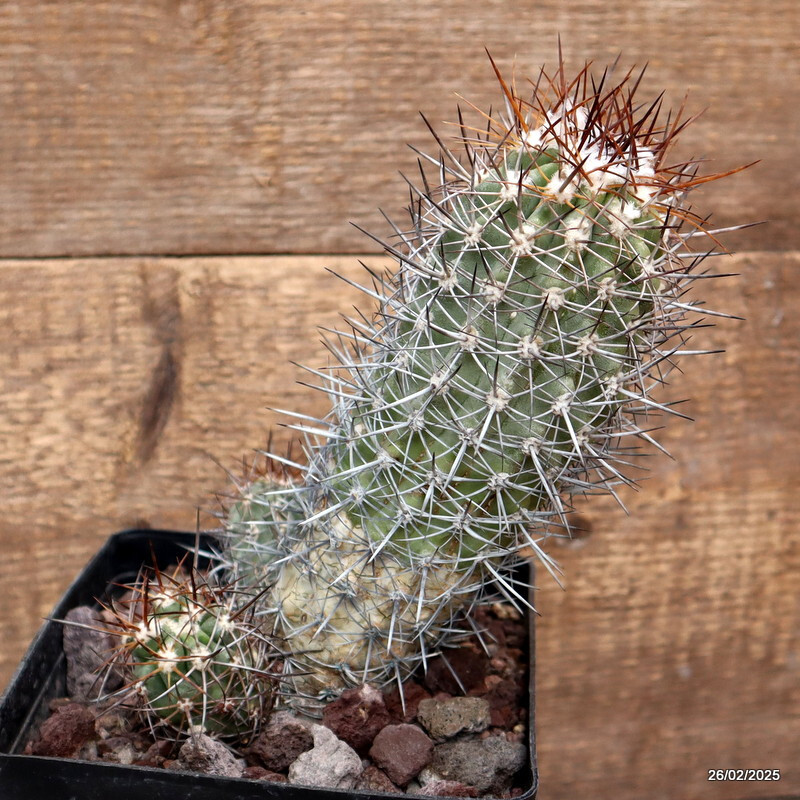 D3556 COPIAPOA PSEUDOCOQUIMBANA KK86 pot14-H14-W9 cm MaMa Cactus