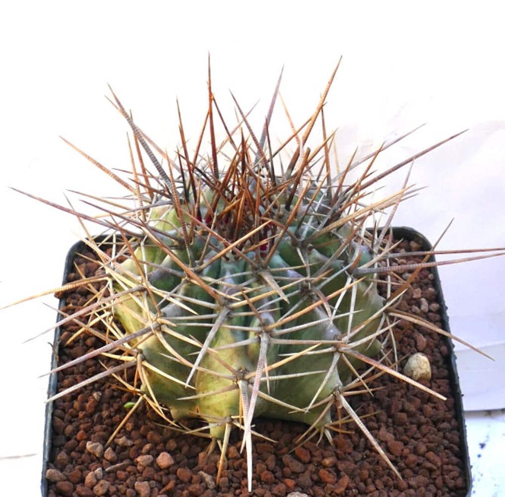 Echinocactus ingens SUPER STRONG SPINES – Giant barrel cactus | Giant hedgehog c