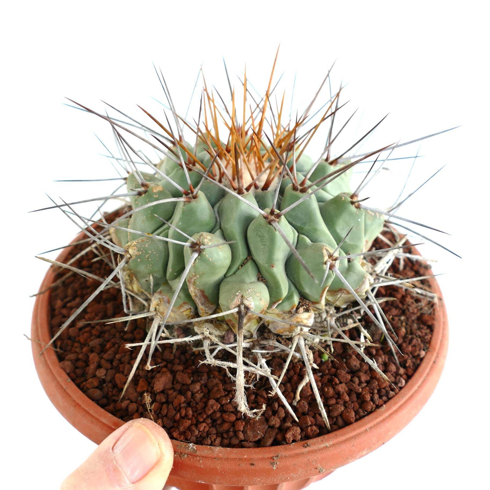 Thelocactus rinconensis LONG GOLDEN SPINES – Rincon cactus | Star cactus