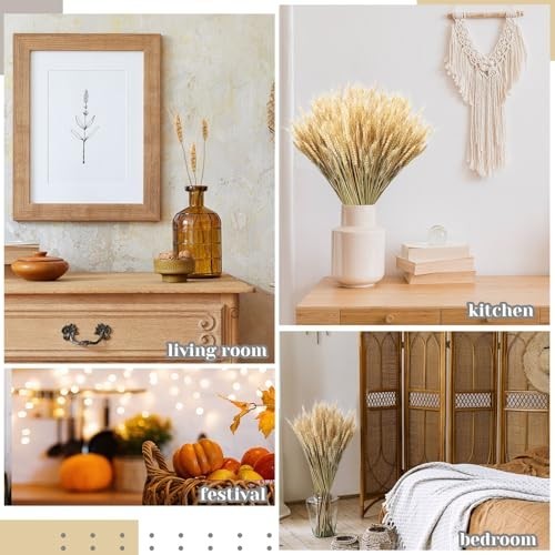 800 Dried Wheat Stalks Bundle – Natural Wheat Grass for DIY Decor, Centerpieces