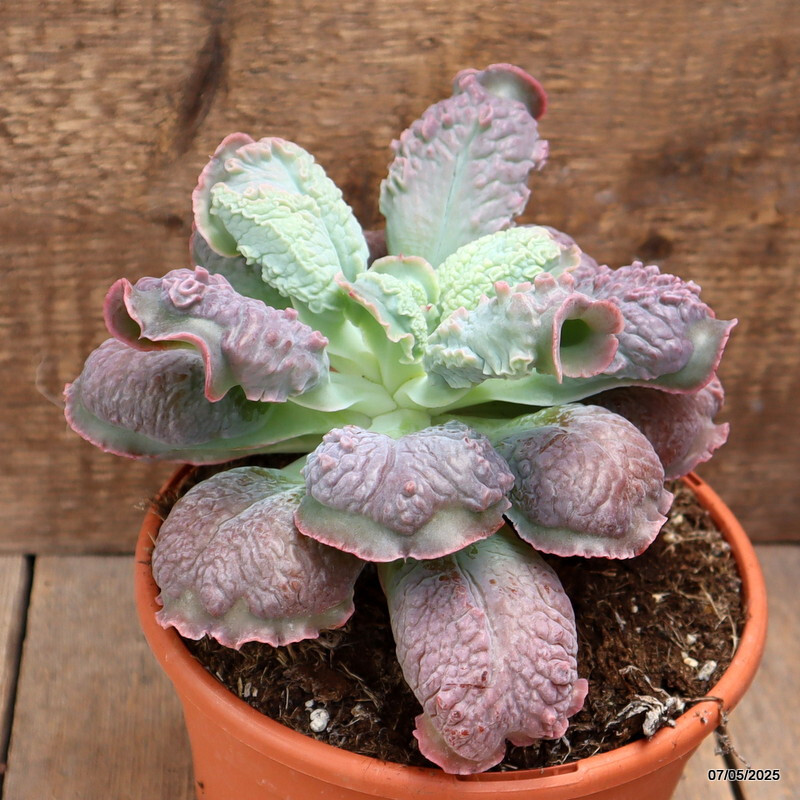 D3961 ECHEVERIA LINGUAS pot17-H14-W20 cm MaMa Cactus