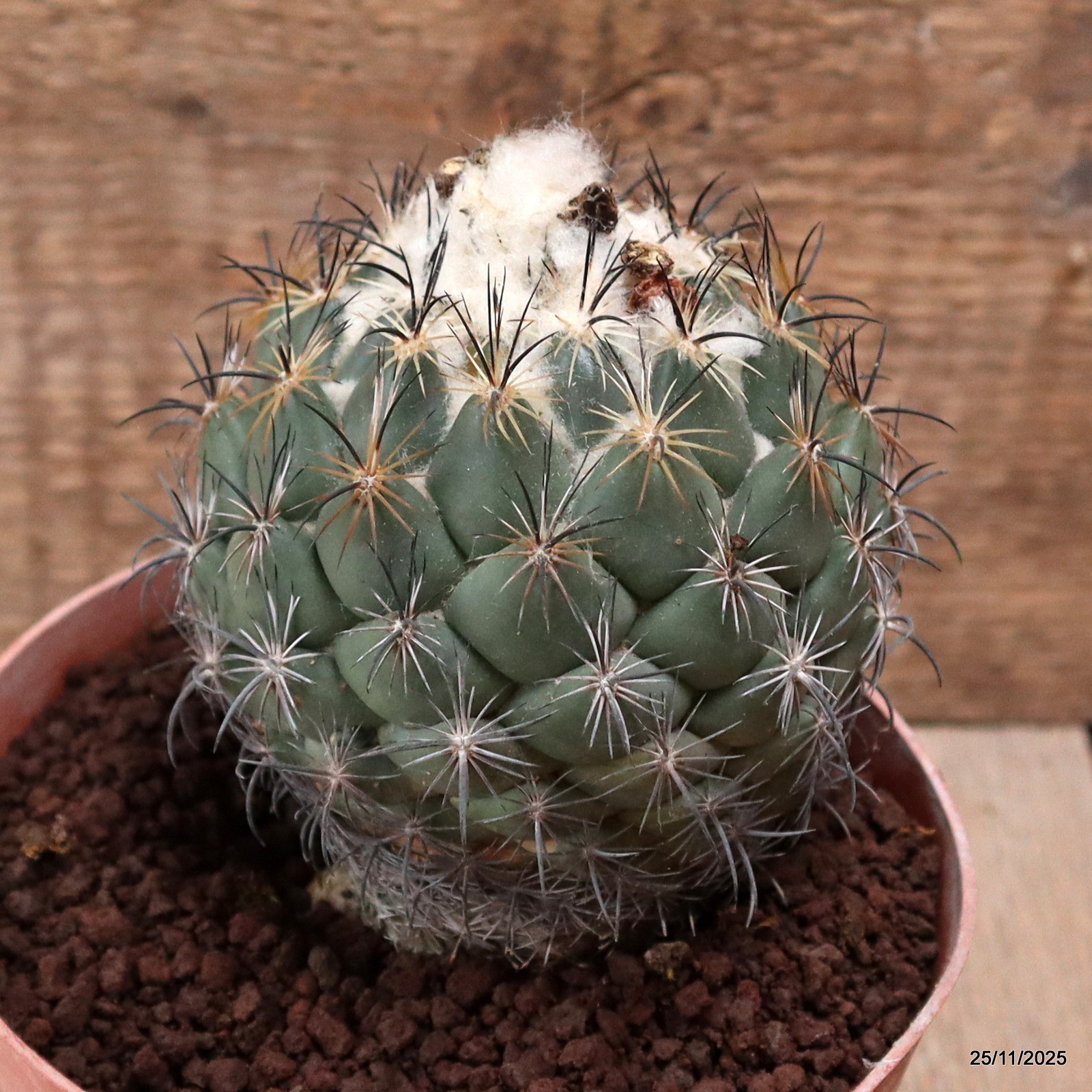 D7484 CORYPHANTHA CORNIFERA pot14-H11-W10 cm MaMa Cactus