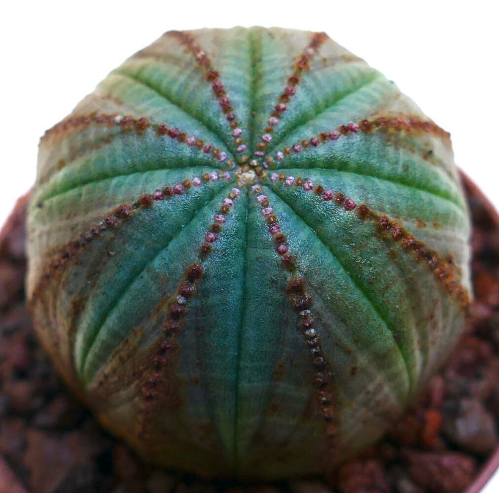 Euphorbia obesa SELECTED PATTERNS M16 – Baseball plant | Basketball plant