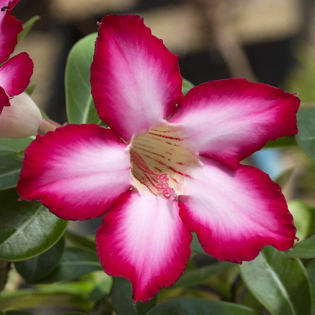 Adenium arabicum cv ‘Night Fork’ – Desert rose | Mock azalea